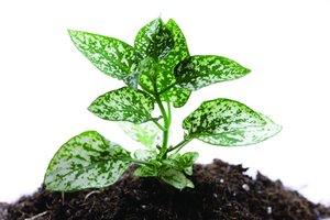 网络效应对业务的实际推动作用